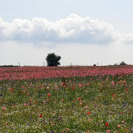 6 Person In Hejls-by Traum * Hejls